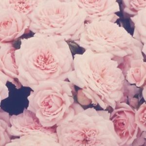 Meet your Posher, Lyly